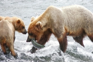 Alaska Katmai 116 1147 48 300 200 100