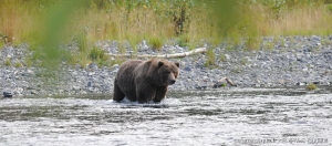 L'ours à la recherche de nourriture