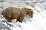 Alaska Katmai  106  1136